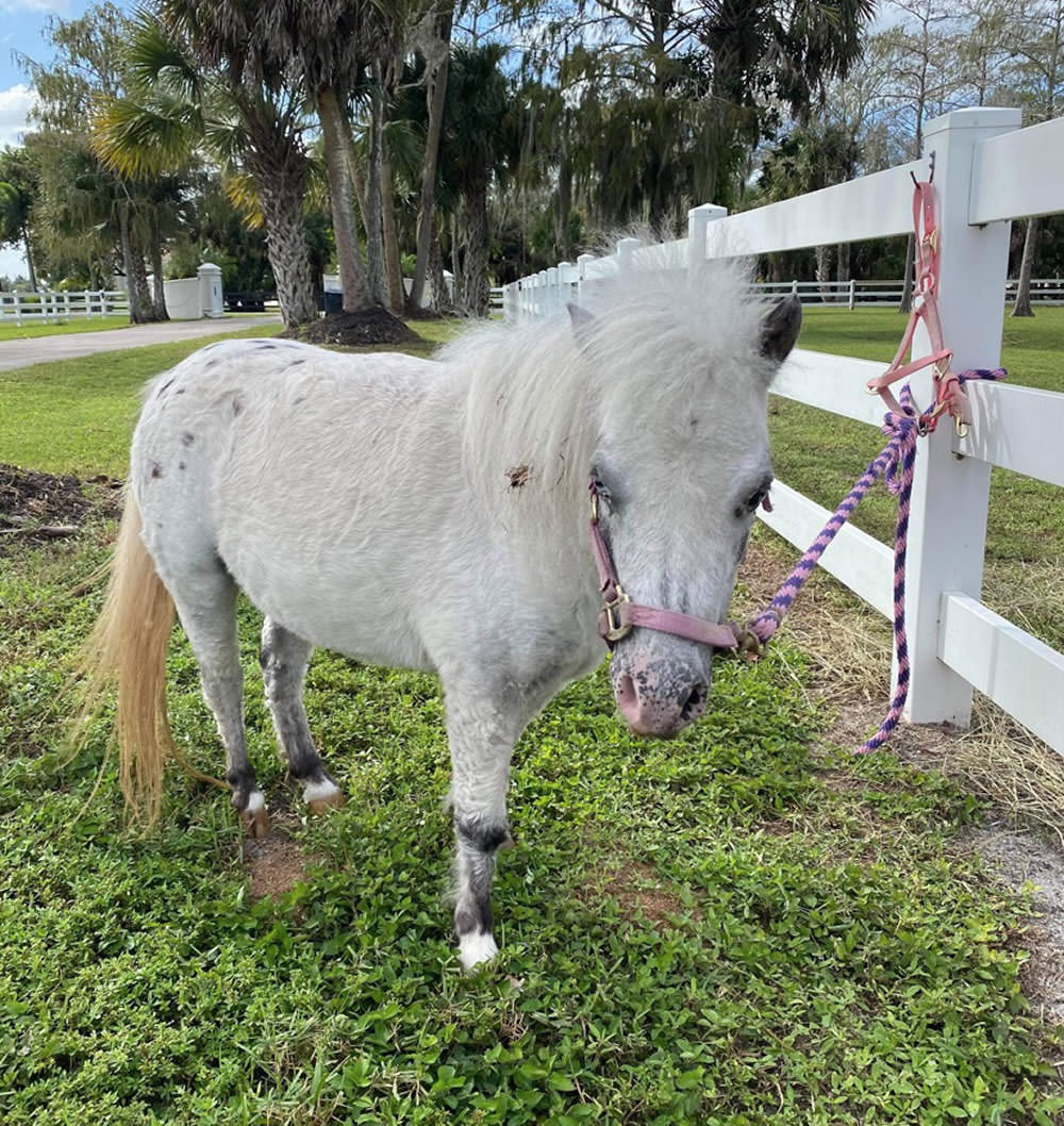 Mini Horse Therapy Program – Naples Therapeutic Riding Center